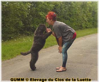 bouvier des flandres photo chiot - Elevage Clos Luette -  COPYRIGHT DEPOSE